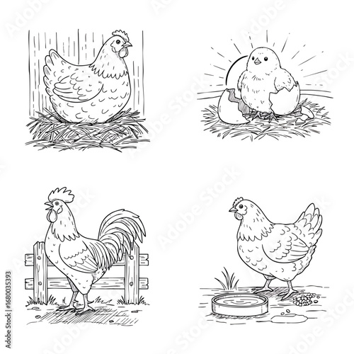 Set of handdrawn farm chicken illustrations showing a hen rooster and a newly hatched chick in a sketch style.