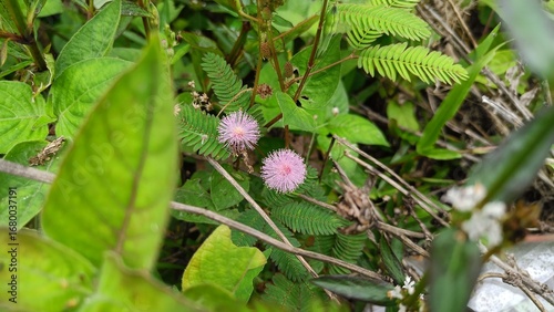 Close-up of two pink Mimosa pudica flowers blooming among green leaves and natural foliage in the wild.