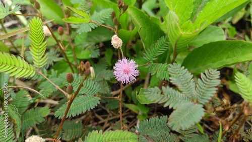 Close-up of Mimosa pudica flower with delicate pink filaments, surrounded by fresh green leaves in a tropical environment.