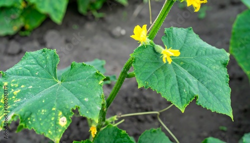 Cucumber plants with blossoms