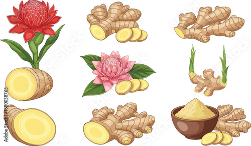 Ginger root, sliced ginger, ginger powder, ginger flower, herbal spice, organic ingredient, culinary herb, natural remedy, botanical illustration, healthy food