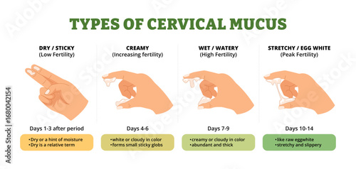 Different types of cervical mucus types diagram with hand gestures. Labeled dry, sticky, creamy, wet, watery, stretchy, egg white. Infertility stages and mucus. Low, increasing,peak, high illustration