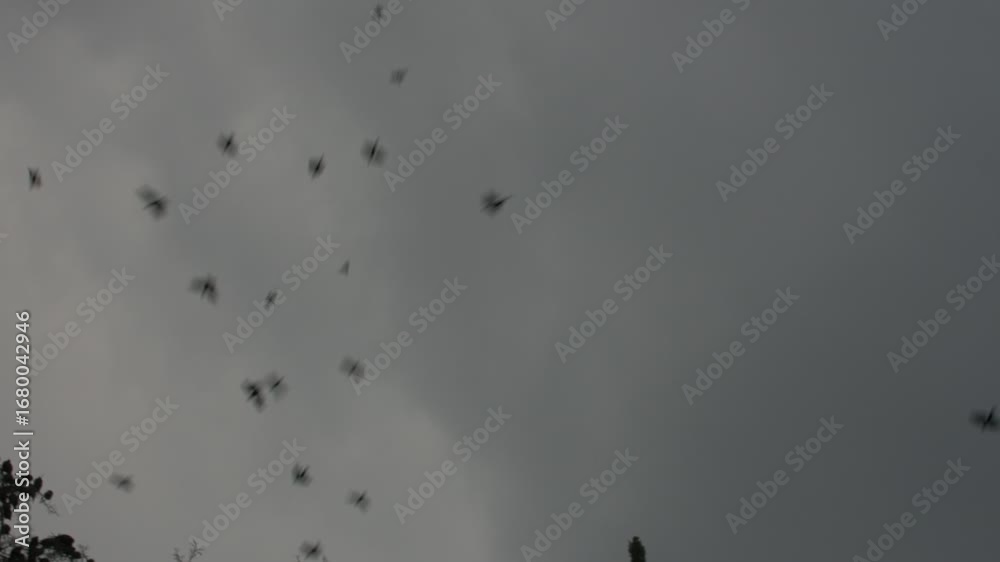Pequeños pájaros, palomas y cuervos en una gran parvada volando juntos hacia la copa de un árbol en un clima fresco previo a la tormenta durante el atardecer de verano. Sonido ambiente. HD Real time