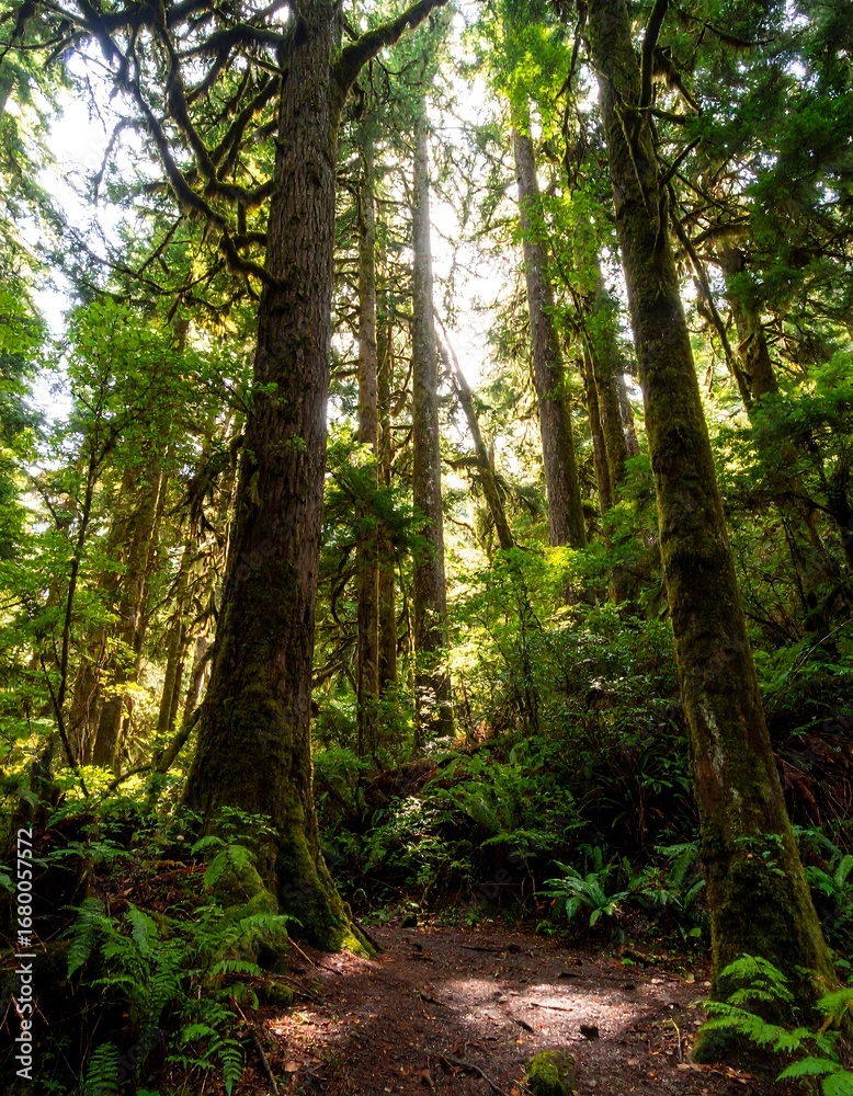 Fototapeta premium Sunlight filters through a lush forest