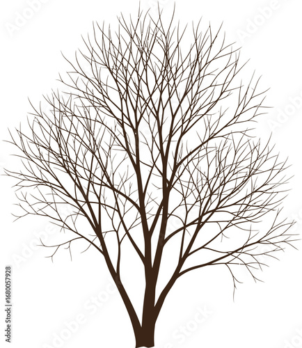 Bare Deciduous Tree Silhouette, Winter Branches, Dark Brown Trunk