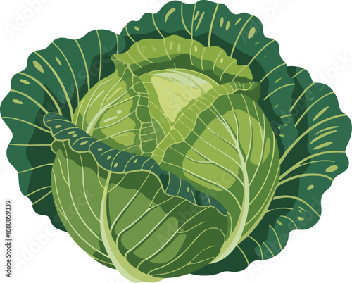 Fresh Green Cabbage Botanical Vector Illustration Detailed Vegetable Design
