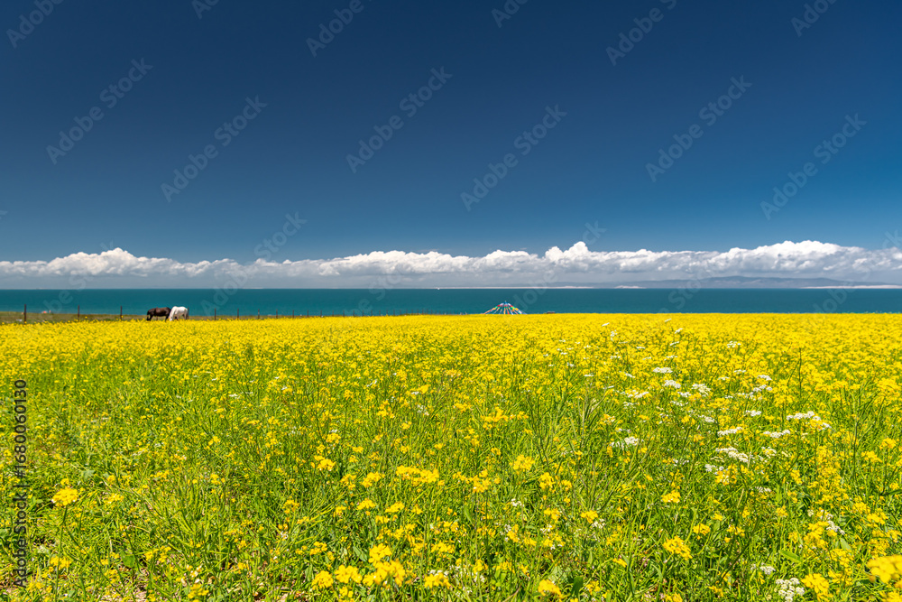 Obraz premium Qinghai - Tibet Plateau scenery. Qinghai Lake and Qinghai Prairie blooming with canola. Taken on the way from Xining to Golmud.