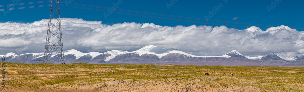 Fototapeta premium A group of wild Tibetan antelopes on the Qinghai-Tibet Plateau with the Kunlun Snow Mountain Range as the background. Shot at sunset in Wild Yak Valley, a no man s land, in Qinghai Province, China.