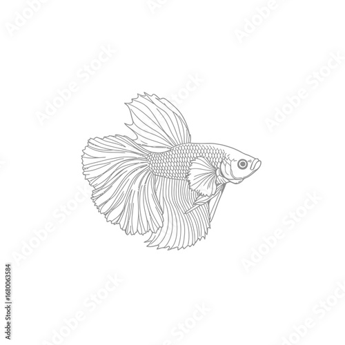GrayScale Betta Fish Line Art Illustration