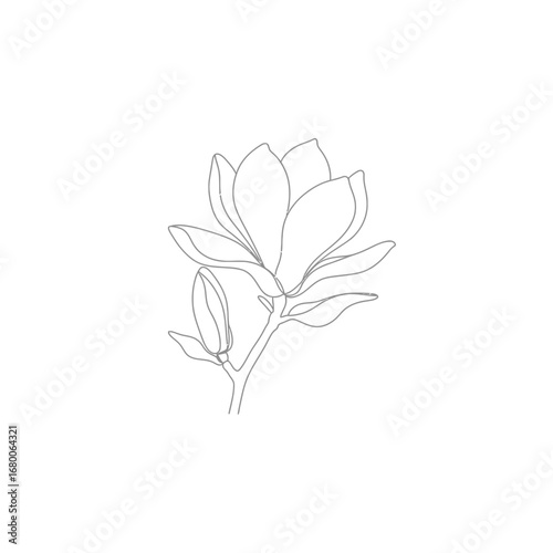 Grey Line Art Magnolia Flower Illustration