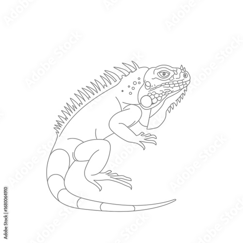 Grey Scale Line Drawing of an Iguana on White Background