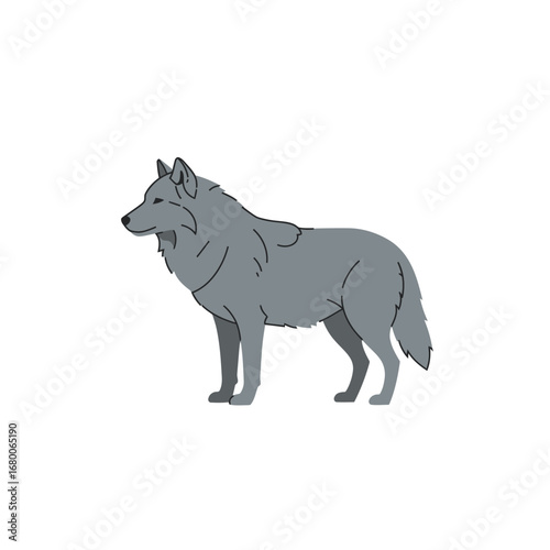 Grey Wolf Illustration on White Background