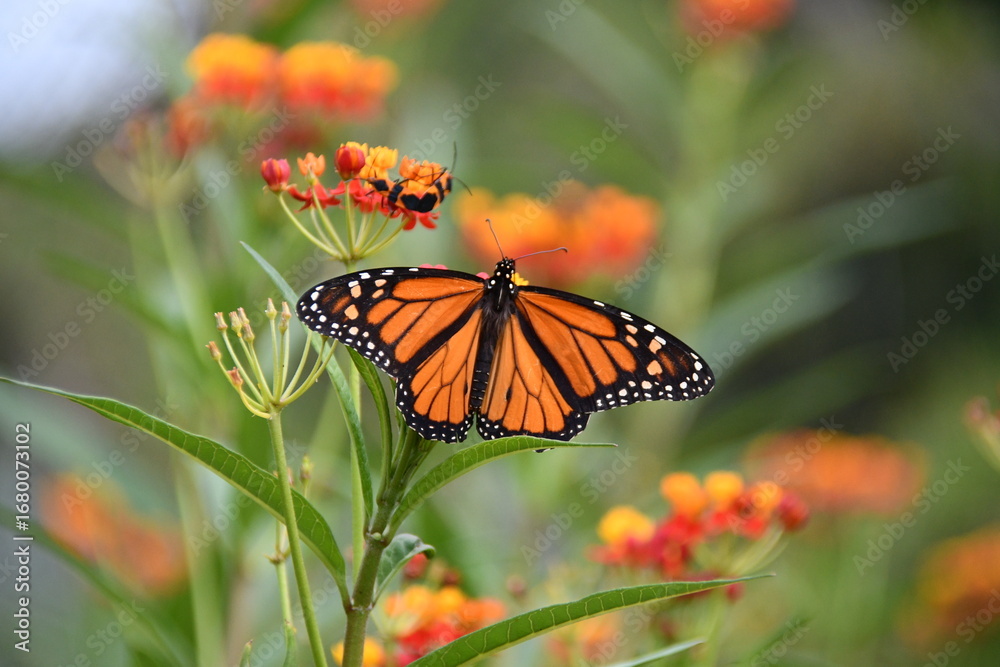 Fototapeta premium Male monarch butterfly spread out on tropical milkweed flowers