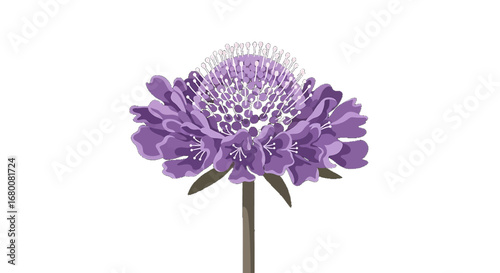 A beautiful illustration of a single purple pincushion flower with a white center, set against a white background.