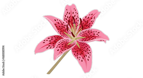 A vibrant pink stargazer lily with dark spots and prominent stamens, illustrated in a clean vector style on a plain white background.
