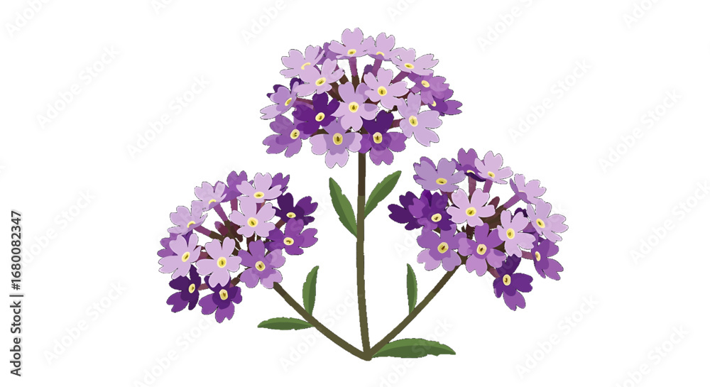 Naklejka premium Illustration of three clusters of purple and lavender flowers with green stems.