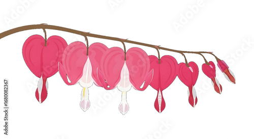 Illustration of a branch of bleeding heart flowers with pink and white petals.