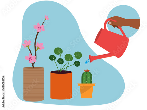 Watering cactus, Chinese money plants, cherry blossoms, gardening at home. Gardening illustration. Flat vector illustration concept.