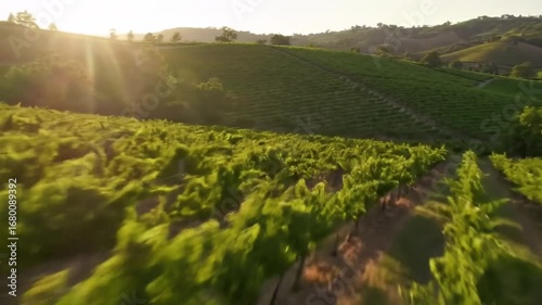 Majestic Vineyard Landscape With Rolling Hills Under Golden Sunlight