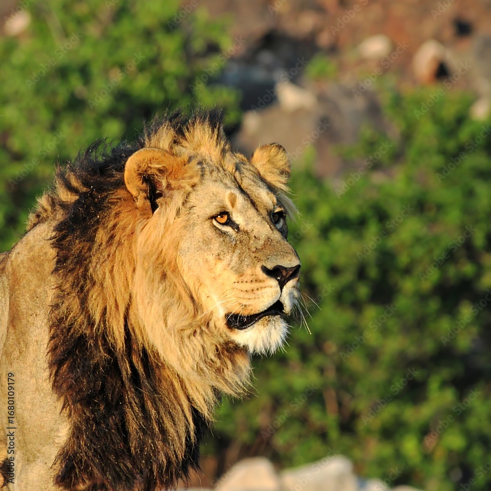 Fototapeta premium Majestic Male Lion with Golden Mane Gazing into the Distance in African Savannah.