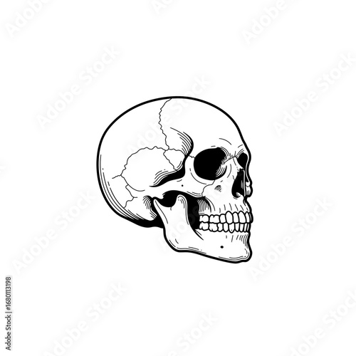 Detailed Line Art Illustration of a Human Skull with Visible Sutures.