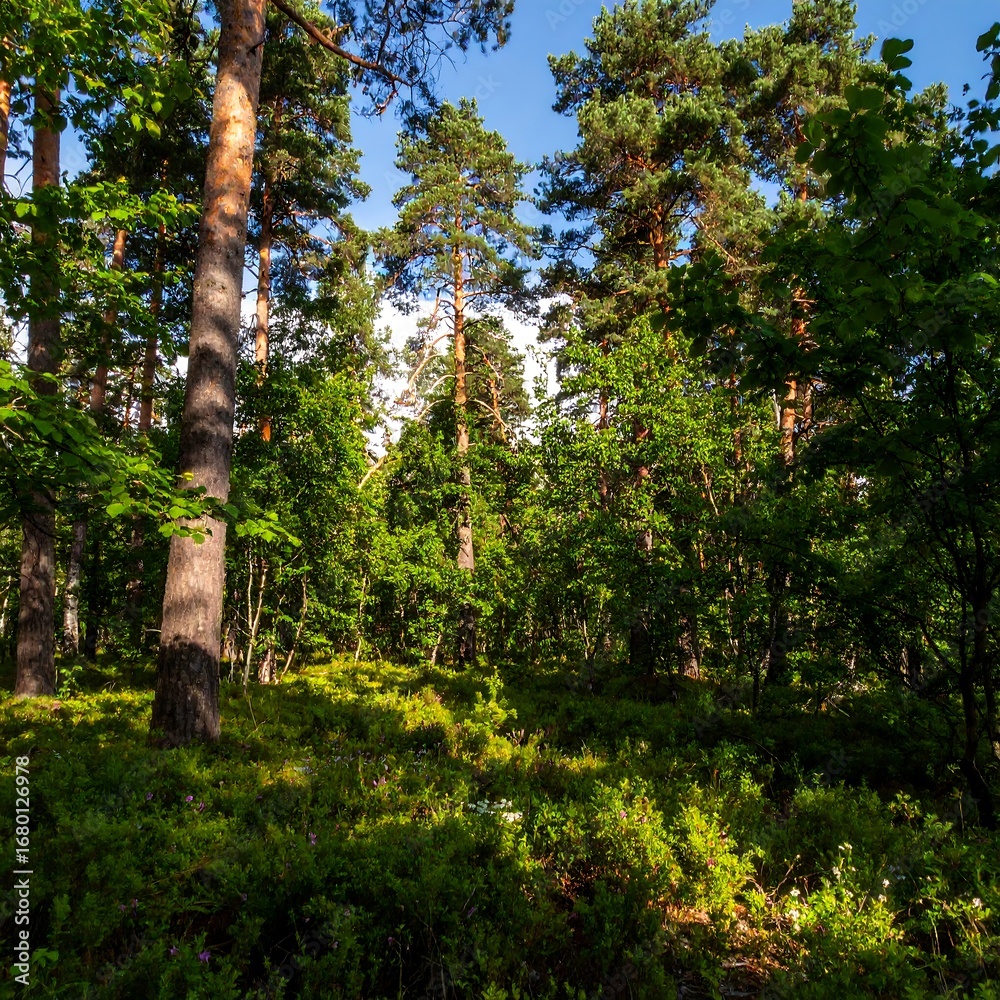 Obraz premium Sunny forest floor