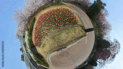 360度カメラで見た公園のチューリップ