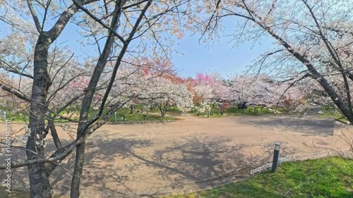 360度カメラで見た満開の桜