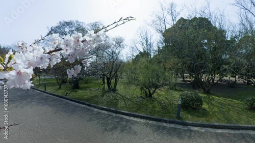 360度カメラで見た満開の桜