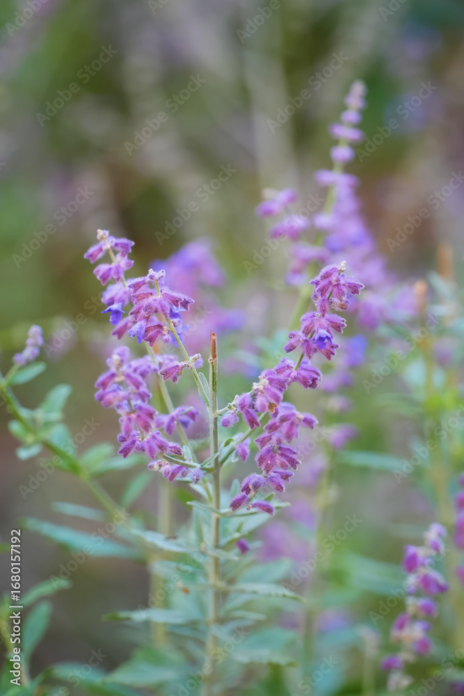 Obraz premium Purple Foxglove Flower in Garden.