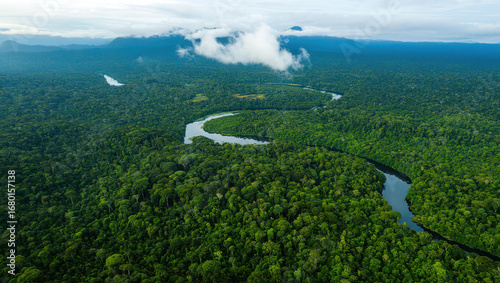 Aerial view of the winding river flowing through the lush green amazon rainforest canopy