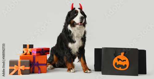 Cute Bernese mountain dog i...