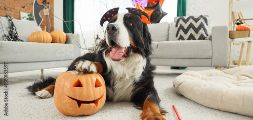 Cute Bernese mountain dog i...