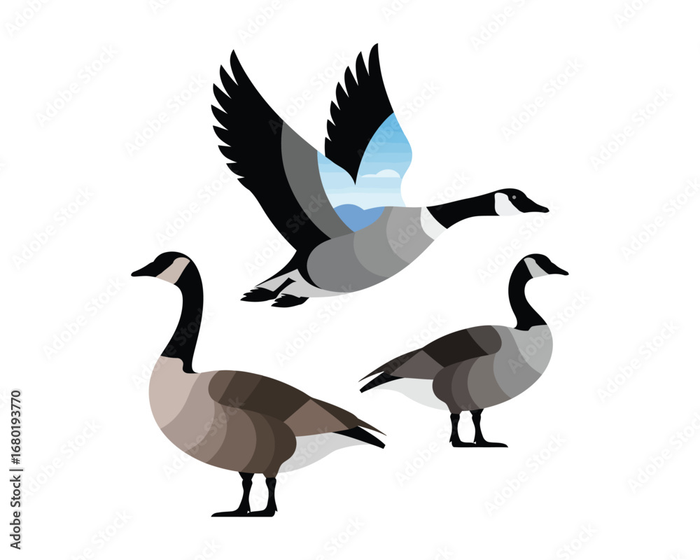 Fototapeta premium Elegant Canada Geese Illustration Trio of Birds in Flight and Rest