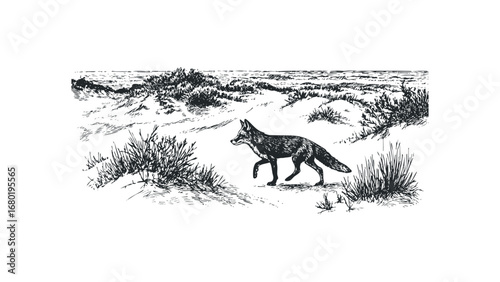 Sketch of a fox walking through a coastal dune landscape. Vector hand drawn illustration