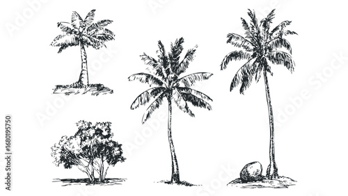 Pen Sketch of Palm Trees and Bush on White. Vector hand drawn illustration