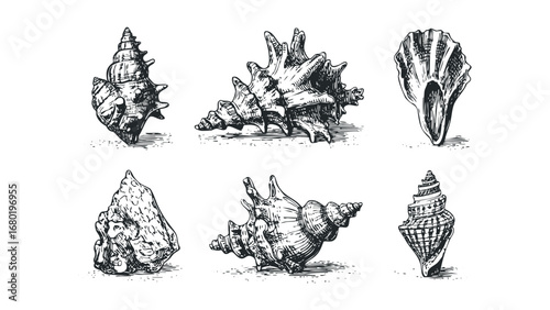 Six Seashell Specimens in Detailed Sketch Style. Vector hand drawn illustration