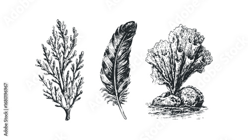 Three hand-drawn natural elements including a feathered quill, branching plant, and textured coral with stones. Vector hand drawn illustration