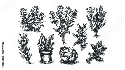 Collection of hand drawn botanical elements including herbs and an artichoke. Vector hand drawn illustration