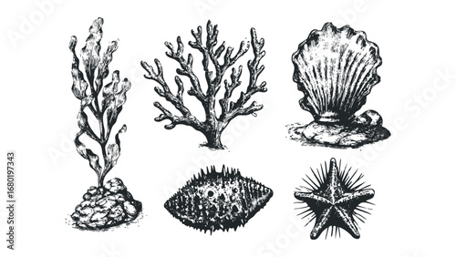 Sketchy Nautical Life Collection With Seaweed Coral Scallop Starfish Urchin. Vector hand drawn illustration