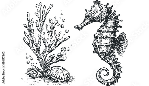 Detailed ink drawing of a seahorse with coral and a seashell. Vector hand drawn illustration