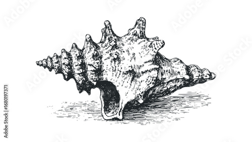 Intricate engraving of a large conch seashell with prominent spines. Vector hand drawn illustration