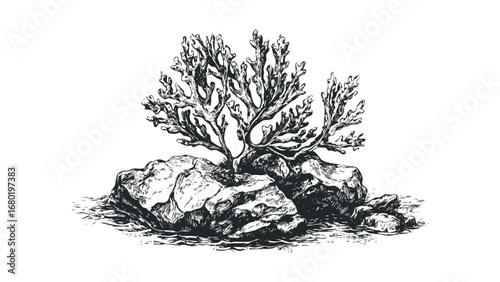 Detailed ink sketch of branching marine life growing from rocks in water. Vector hand drawn illustration