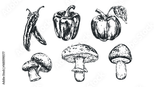 Sketch of Chili Peppers, Bell Pepper, and Mushrooms on Transparent Background. Vector hand drawn illustration