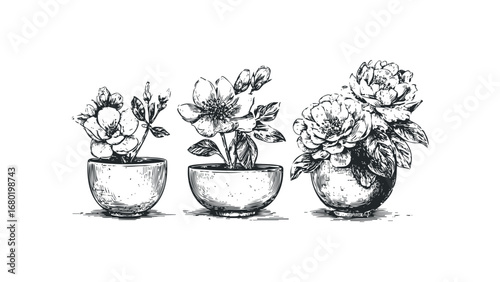Pen and ink drawing of flowering plants in pots on a white background. Vector hand drawn illustration