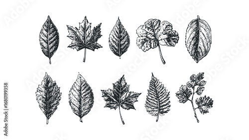 Collection of Hand Drawn Foliage Sketches Isolated on White. Vector hand drawn illustration