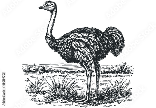 Pencil sketch of an ostrich standing in grassland. Vector hand drawn illustration