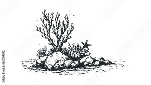 Detailed drawing of coral reef with starfish and bubbles on transparent background. Vector hand drawn illustration