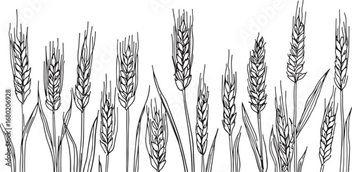 Hand drawn wheat field illustration in black and white vector artwork with detailed stalks and grains for organic themes