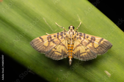 Yellow Moth Resting on Green Leaf at Night, A close-
up macro shot of a brown moth perched on the edge of a green leaf, showcasing its textured wings and detailed body in natural low light.